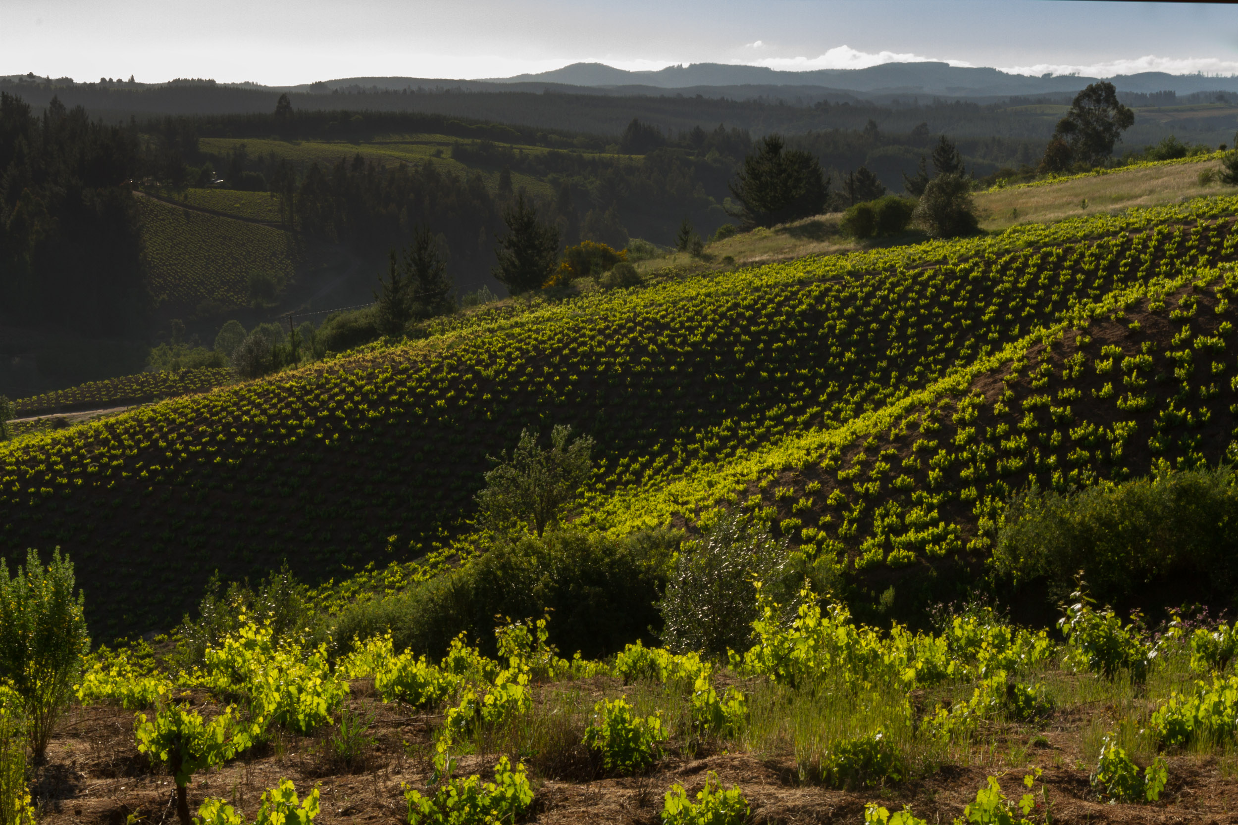 La Causa, única viña chilena que recibió el más alto reconocimiento en Decanter World Wine Awards 2021