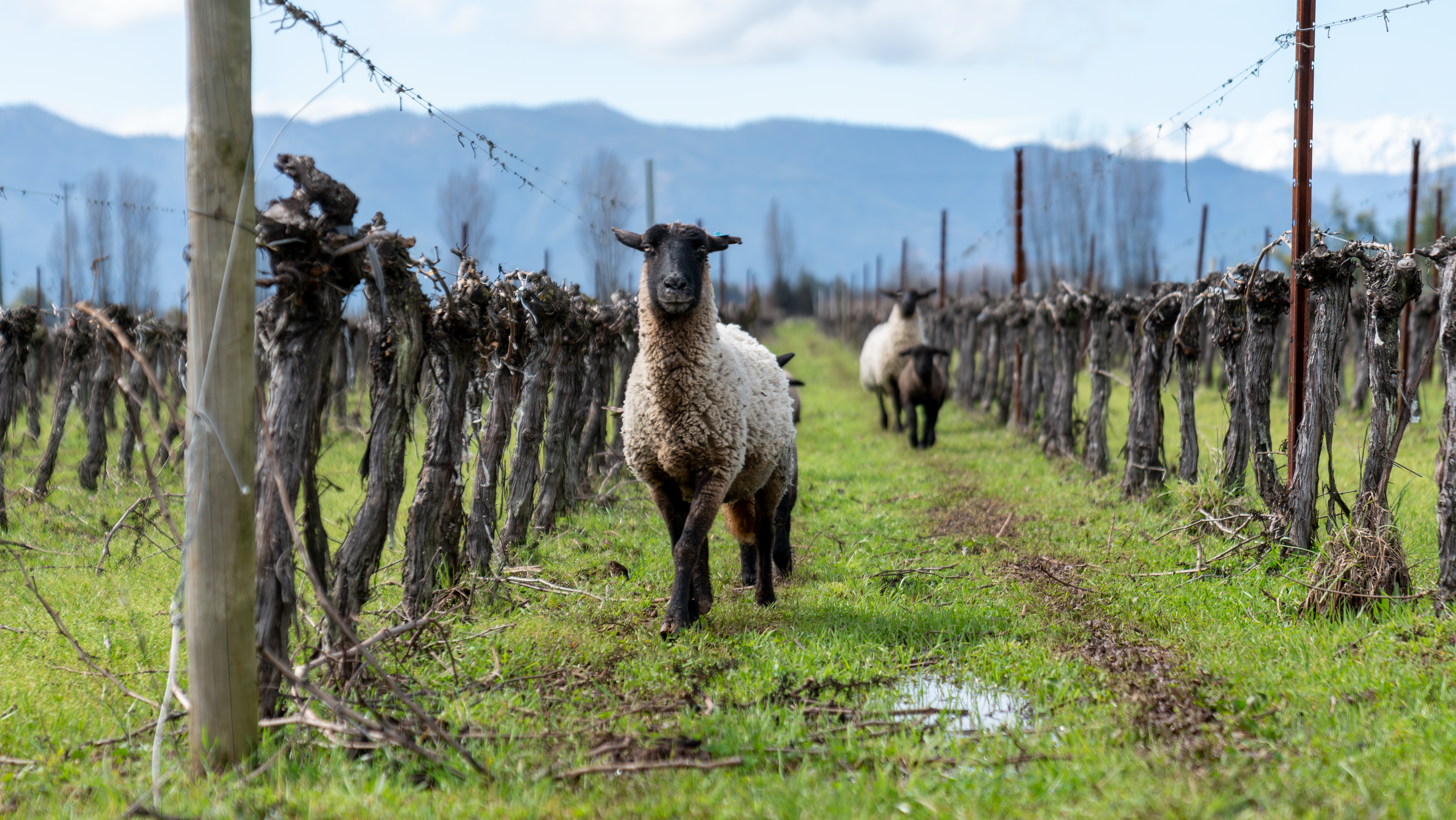 Cultivando un futuro sostenible: Miguel Torres Chile avanza en acciones deAgricultura Regenerativa en sus Campos Huerta de Maule y Santa Digna